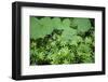 Coltsfoot - Woodruff Herbs Growing in a Deciduous Forest, Morske Oko Reserve, East Slovakia, Europe-Wothe-Framed Photographic Print