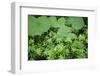 Coltsfoot - Woodruff Herbs Growing in a Deciduous Forest, Morske Oko Reserve, East Slovakia, Europe-Wothe-Framed Photographic Print