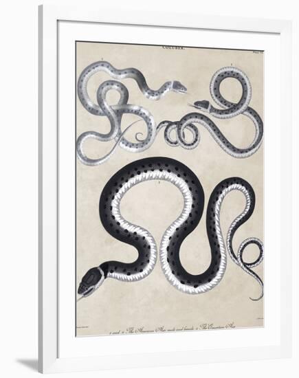 Coluber - Asps - Silver-The Drammis Collection-Framed Art Print