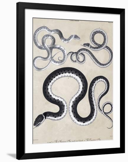 Coluber - Asps - Silver-The Drammis Collection-Framed Art Print