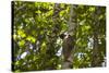 Colugo or Flying Lemur (Galeopterus Variegatus) on a Tree-Craig Lovell-Stretched Canvas