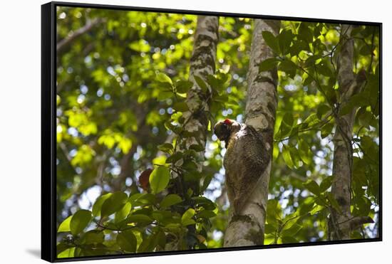 Colugo or Flying Lemur (Galeopterus Variegatus) on a Tree-Craig Lovell-Framed Stretched Canvas