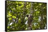 Colugo or Flying Lemur (Galeopterus Variegatus) on a Tree-Craig Lovell-Framed Stretched Canvas