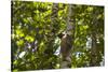 Colugo or Flying Lemur (Galeopterus Variegatus) on a Tree-Craig Lovell-Stretched Canvas