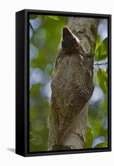 Colugo or Flying Lemur (Galeopterus Variegatus) on a Tree-Craig Lovell-Framed Stretched Canvas