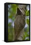 Colugo or Flying Lemur (Galeopterus Variegatus) on a Tree-Craig Lovell-Framed Stretched Canvas