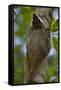 Colugo or Flying Lemur (Galeopterus Variegatus) on a Tree-Craig Lovell-Framed Stretched Canvas