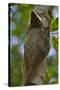 Colugo or Flying Lemur (Galeopterus Variegatus) on a Tree-Craig Lovell-Stretched Canvas