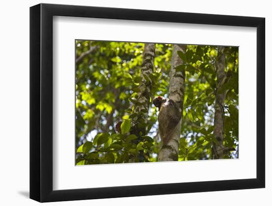 Colugo or Flying Lemur (Galeopterus Variegatus) on a Tree-Craig Lovell-Framed Premium Photographic Print