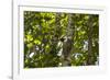 Colugo or Flying Lemur (Galeopterus Variegatus) on a Tree-Craig Lovell-Framed Photographic Print