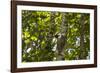 Colugo or Flying Lemur (Galeopterus Variegatus) on a Tree-Craig Lovell-Framed Photographic Print