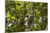 Colugo or Flying Lemur (Galeopterus Variegatus) on a Tree-Craig Lovell-Mounted Photographic Print