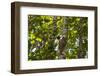 Colugo or Flying Lemur (Galeopterus Variegatus) on a Tree-Craig Lovell-Framed Photographic Print