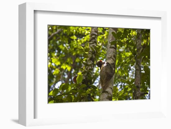 Colugo or Flying Lemur (Galeopterus Variegatus) on a Tree-Craig Lovell-Framed Photographic Print