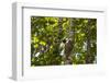 Colugo or Flying Lemur (Galeopterus Variegatus) on a Tree-Craig Lovell-Framed Photographic Print