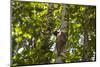 Colugo or Flying Lemur (Galeopterus Variegatus) on a Tree-Craig Lovell-Mounted Photographic Print