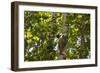 Colugo or Flying Lemur (Galeopterus Variegatus) on a Tree-Craig Lovell-Framed Photographic Print