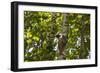 Colugo or Flying Lemur (Galeopterus Variegatus) on a Tree-Craig Lovell-Framed Photographic Print