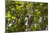 Colugo or Flying Lemur (Galeopterus Variegatus) on a Tree-Craig Lovell-Mounted Photographic Print