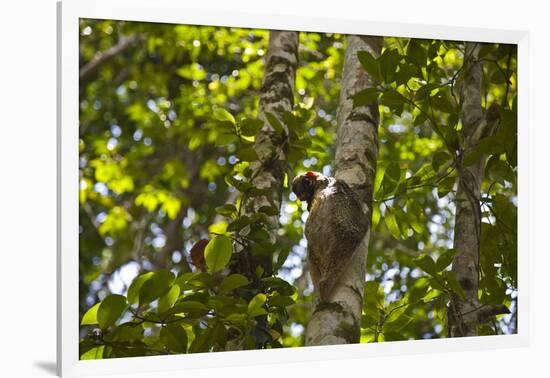 Colugo or Flying Lemur (Galeopterus Variegatus) on a Tree-Craig Lovell-Framed Photographic Print