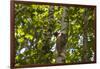 Colugo or Flying Lemur (Galeopterus Variegatus) on a Tree-Craig Lovell-Framed Photographic Print