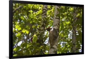 Colugo or Flying Lemur (Galeopterus Variegatus) on a Tree-Craig Lovell-Framed Photographic Print