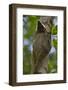 Colugo or Flying Lemur (Galeopterus Variegatus) on a Tree-Craig Lovell-Framed Photographic Print