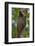 Colugo or Flying Lemur (Galeopterus Variegatus) on a Tree-Craig Lovell-Framed Photographic Print