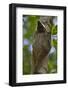 Colugo or Flying Lemur (Galeopterus Variegatus) on a Tree-Craig Lovell-Framed Photographic Print