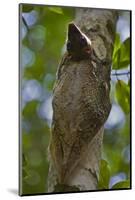 Colugo or Flying Lemur (Galeopterus Variegatus) on a Tree-Craig Lovell-Mounted Photographic Print