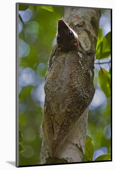 Colugo or Flying Lemur (Galeopterus Variegatus) on a Tree-Craig Lovell-Mounted Photographic Print