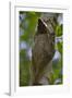 Colugo or Flying Lemur (Galeopterus Variegatus) on a Tree-Craig Lovell-Framed Photographic Print