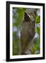 Colugo or Flying Lemur (Galeopterus Variegatus) on a Tree-Craig Lovell-Framed Photographic Print