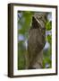 Colugo or Flying Lemur (Galeopterus Variegatus) on a Tree-Craig Lovell-Framed Photographic Print