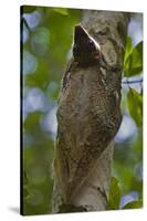 Colugo or Flying Lemur (Galeopterus Variegatus) on a Tree-Craig Lovell-Stretched Canvas