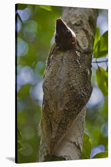 Colugo or Flying Lemur (Galeopterus Variegatus) on a Tree-Craig Lovell-Stretched Canvas