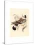 Columba Leuconota (Snow Pigeon), Colored Lithograph-Elizabeth Gould-Stretched Canvas