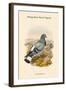 Columba Rupestris - Mongolian Rock Pigeon-John Gould-Framed Art Print