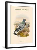 Columba Rupestris - Mongolian Rock Pigeon-John Gould-Framed Art Print