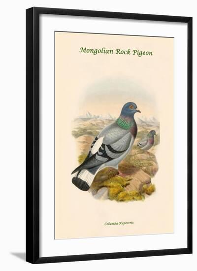 Columba Rupestris - Mongolian Rock Pigeon-John Gould-Framed Art Print