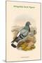 Columba Rupestris - Mongolian Rock Pigeon-John Gould-Mounted Art Print