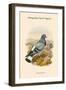 Columba Rupestris - Mongolian Rock Pigeon-John Gould-Framed Art Print