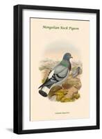 Columba Rupestris - Mongolian Rock Pigeon-John Gould-Framed Art Print