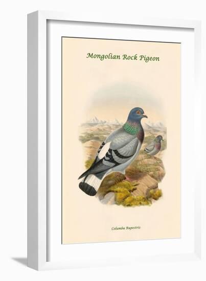 Columba Rupestris - Mongolian Rock Pigeon-John Gould-Framed Art Print