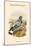 Columba Rupestris - Mongolian Rock Pigeon-John Gould-Mounted Art Print