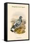 Columba Rupestris - Mongolian Rock Pigeon-John Gould-Framed Stretched Canvas