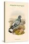 Columba Rupestris - Mongolian Rock Pigeon-John Gould-Stretched Canvas
