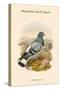 Columba Rupestris - Mongolian Rock Pigeon-John Gould-Stretched Canvas