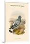 Columba Rupestris - Mongolian Rock Pigeon-John Gould-Framed Art Print