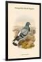 Columba Rupestris - Mongolian Rock Pigeon-John Gould-Framed Art Print